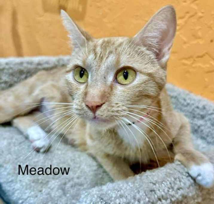 Photo of Meadow