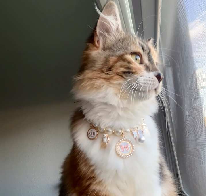 Photo of Kiwi