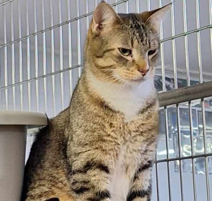 Photo of Whiskey