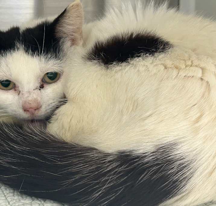 Photo of Mochi