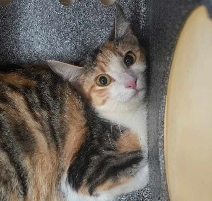 Photo of FERAL