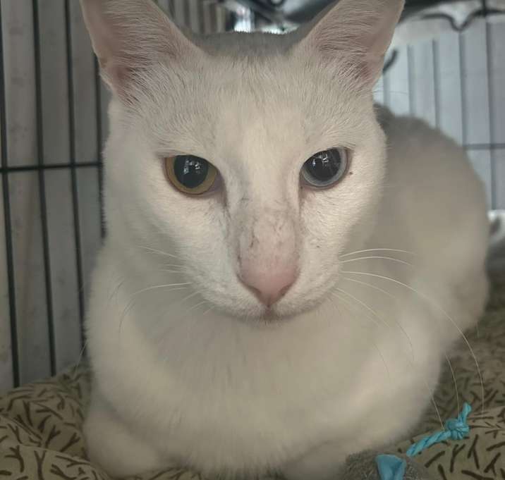 Photo of Merlin