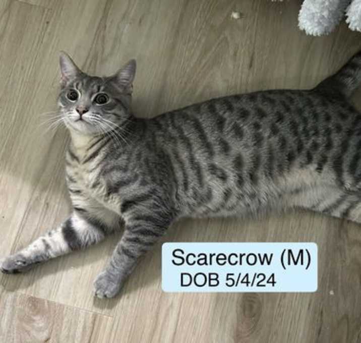 Photo of Scarecrow