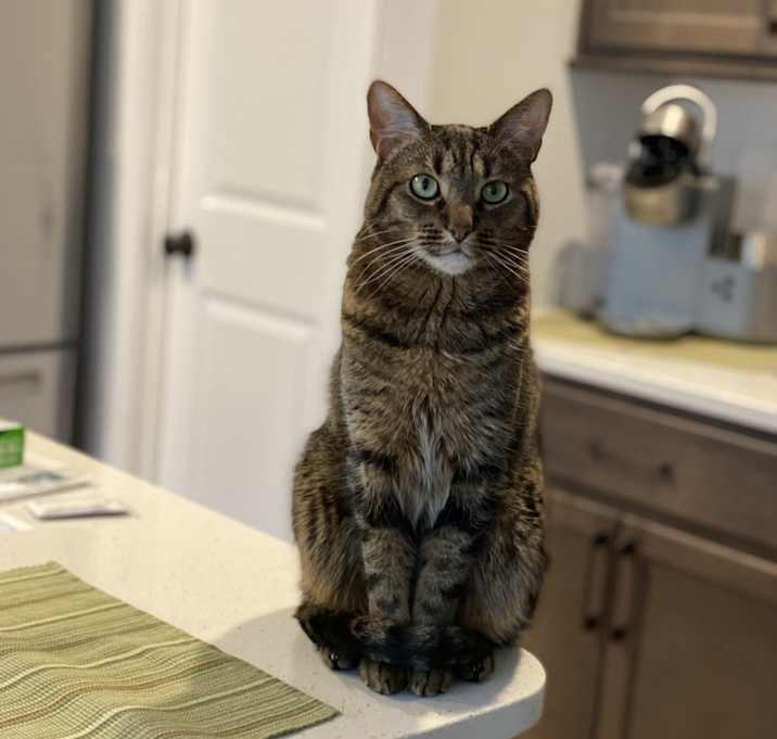Photo of Sugar Max
