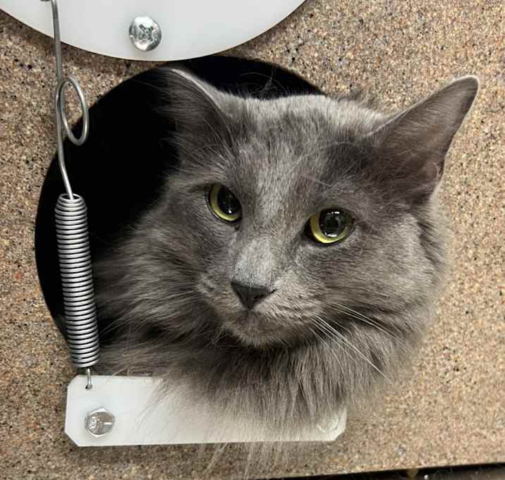 Photo of Freya