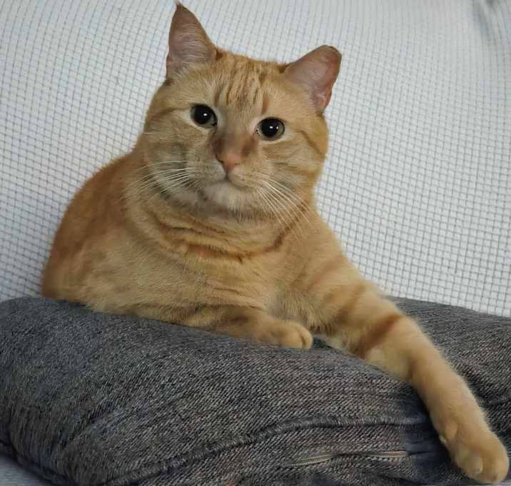 Photo of Gibbs