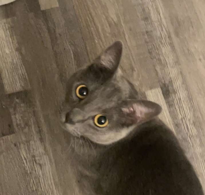 Photo of Onyx