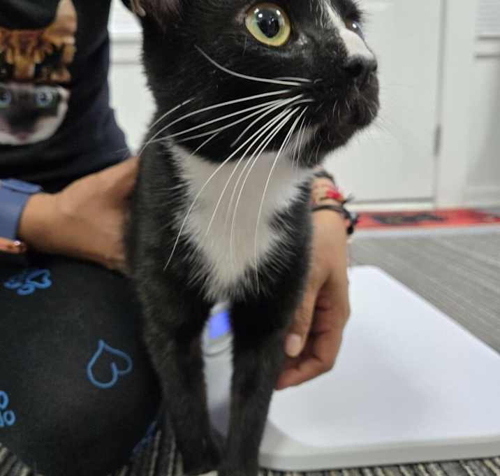 Photo of Misty