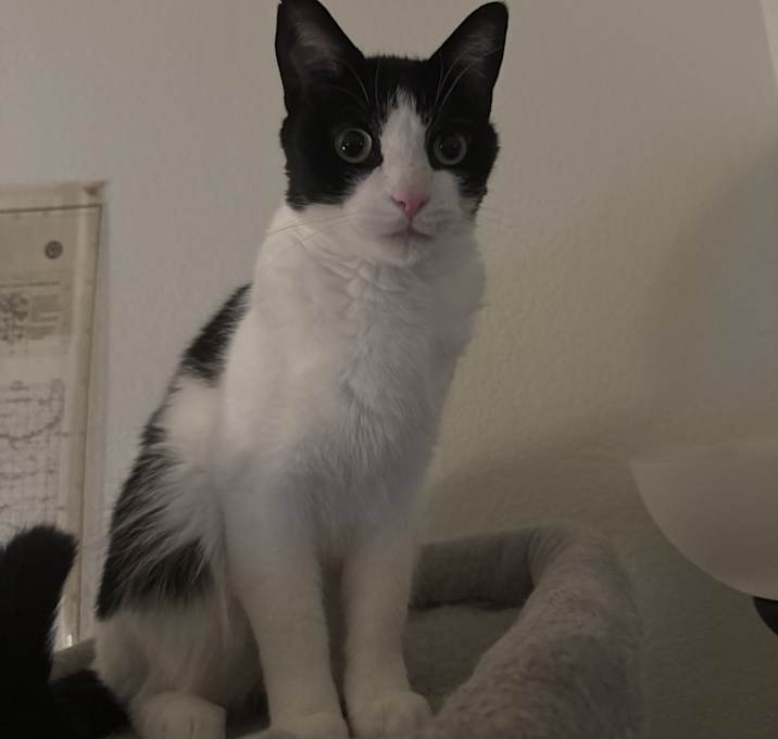 Photo of Luna