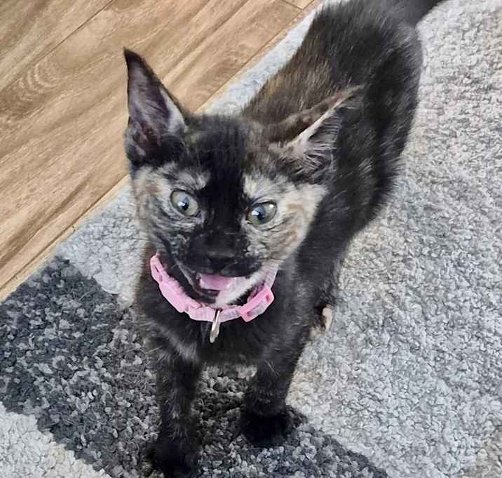 Photo of Phoebe