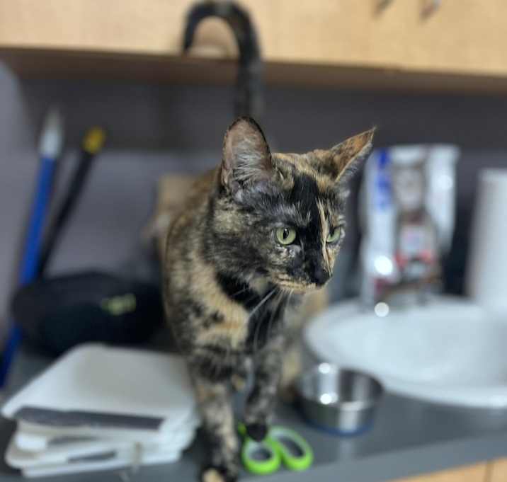 Photo of Ramona (25-065 C)