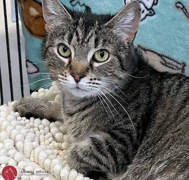 Photo of Honeydew