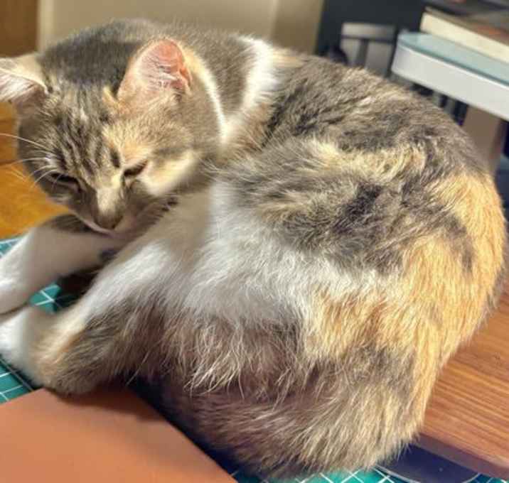 Photo of Lutra - Cuddle Bug