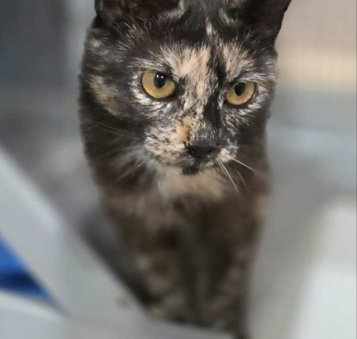 Photo of Tootsie