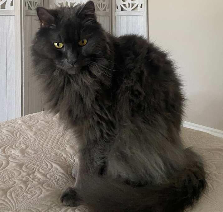Photo of Cashmere