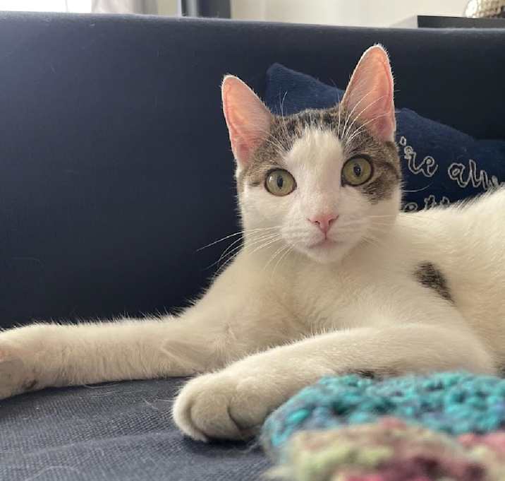 Photo of Pixel