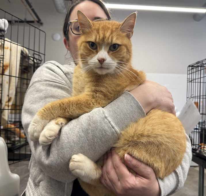 Photo of Garfield
