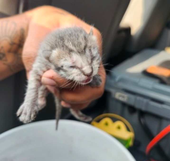Photo of Wiggles