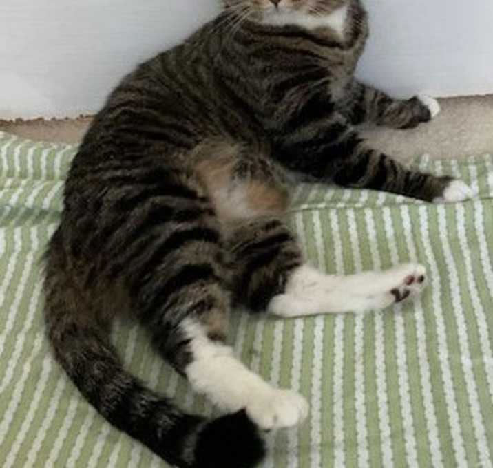 Photo of Mocha