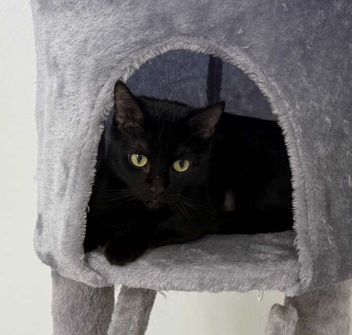 Photo of Smokey