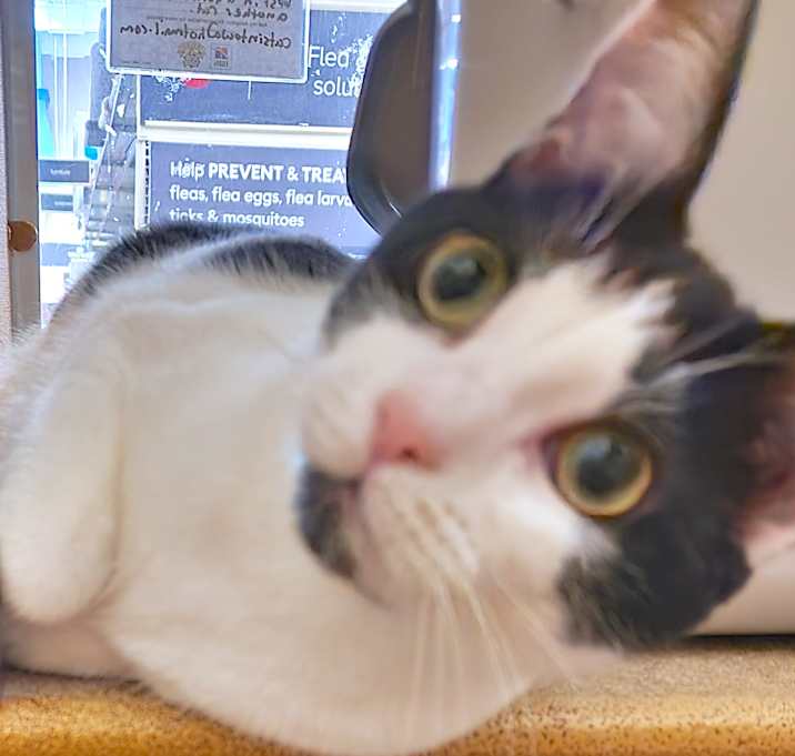 Photo of SPICEE