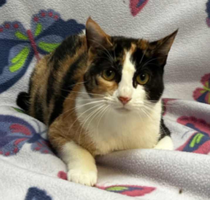 Photo of Adelle