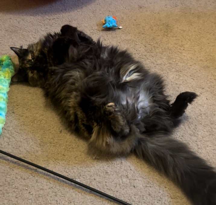 Photo of Bella