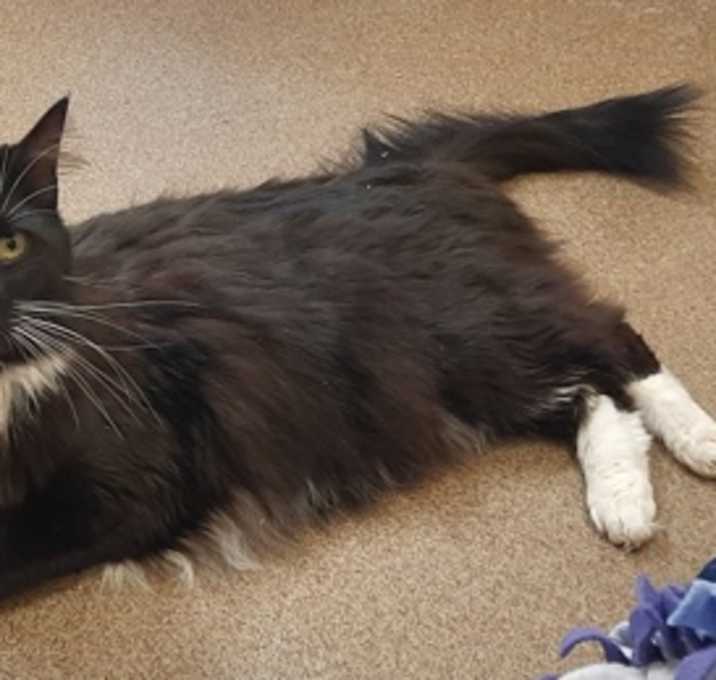 Photo of Felix