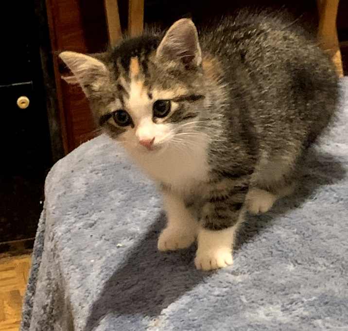 Photo of Muffin