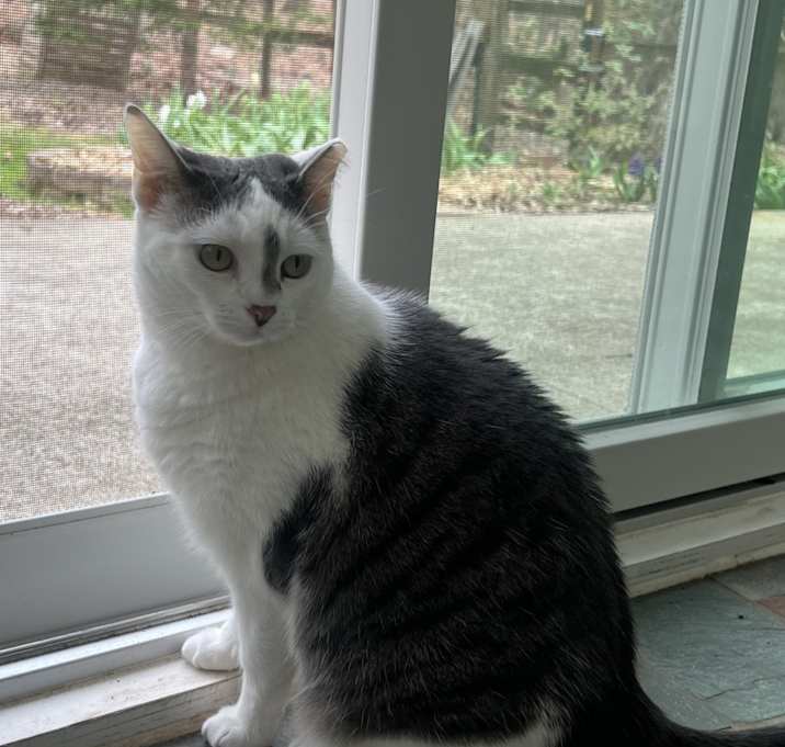 Photo of Pie Pie