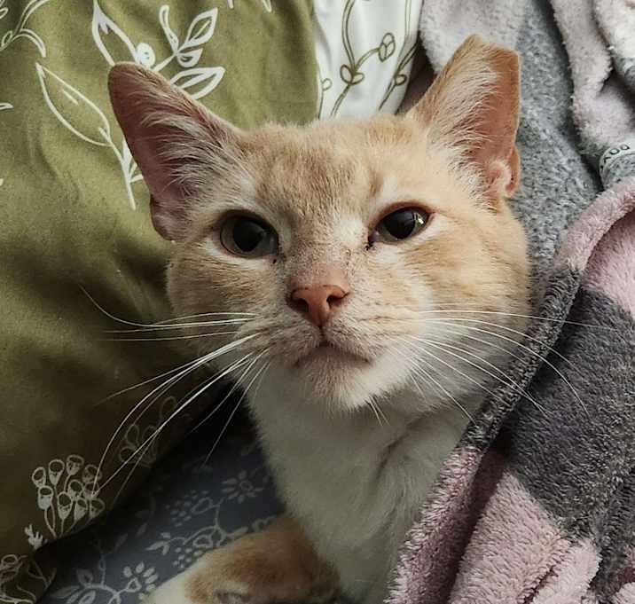 Photo of Pumpkin