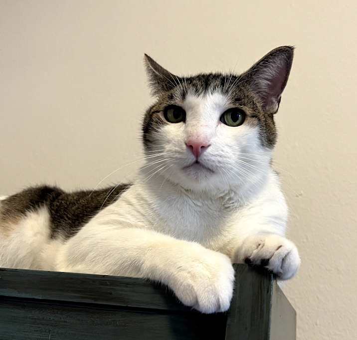 Photo of Patch