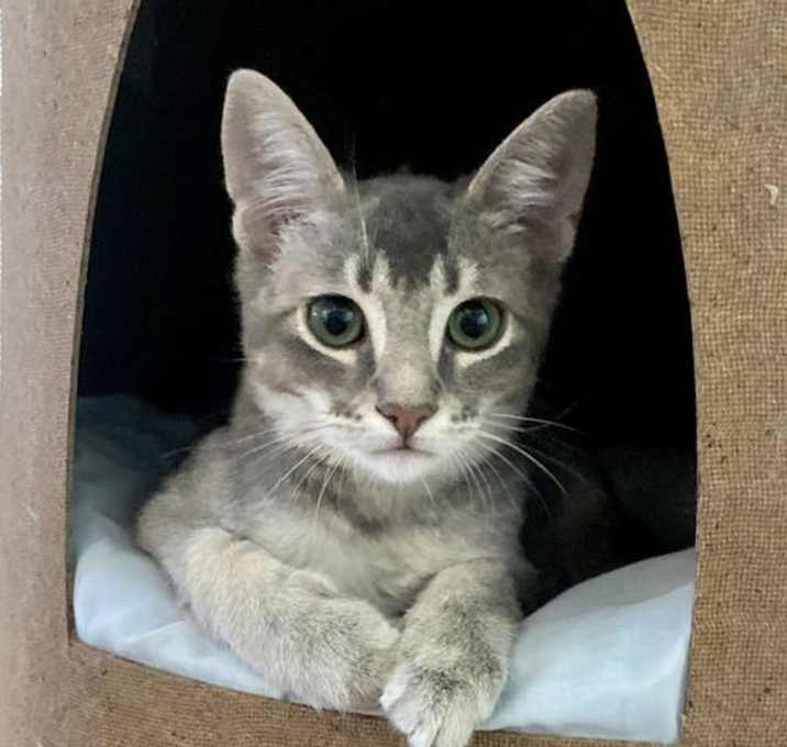 Photo of Cinza (bonded w/ Gr책)