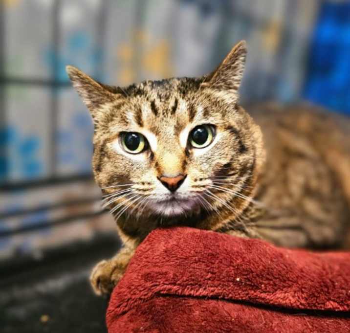 Photo of Hansel