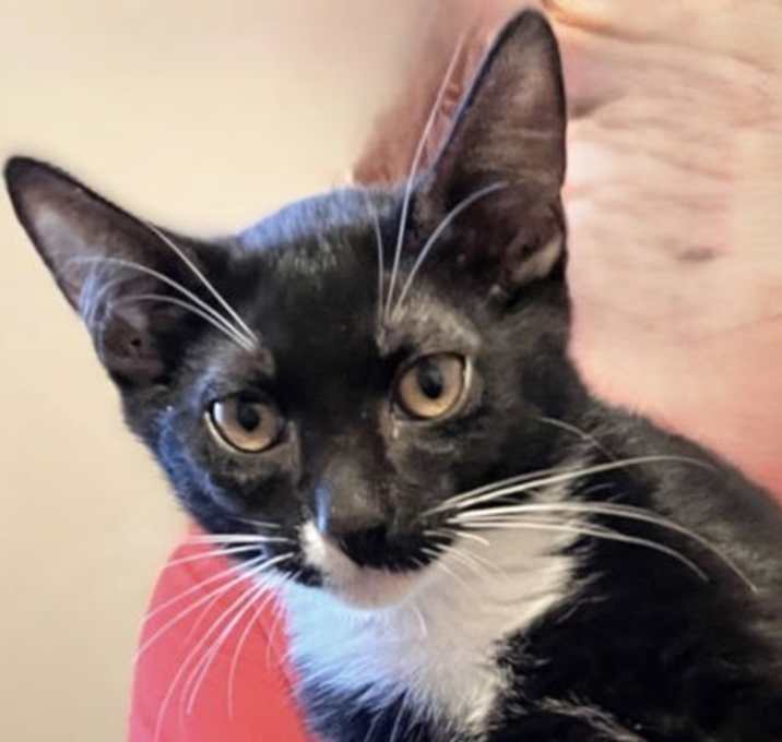 Photo of Pickles