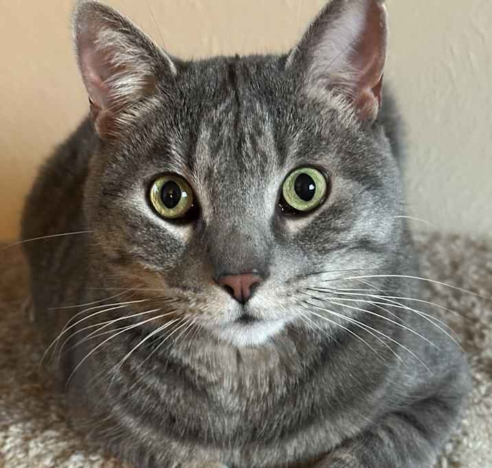 Photo of Beastie