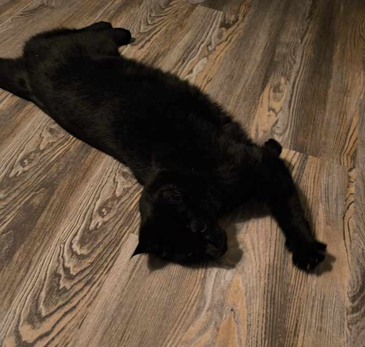 Photo of Midnight