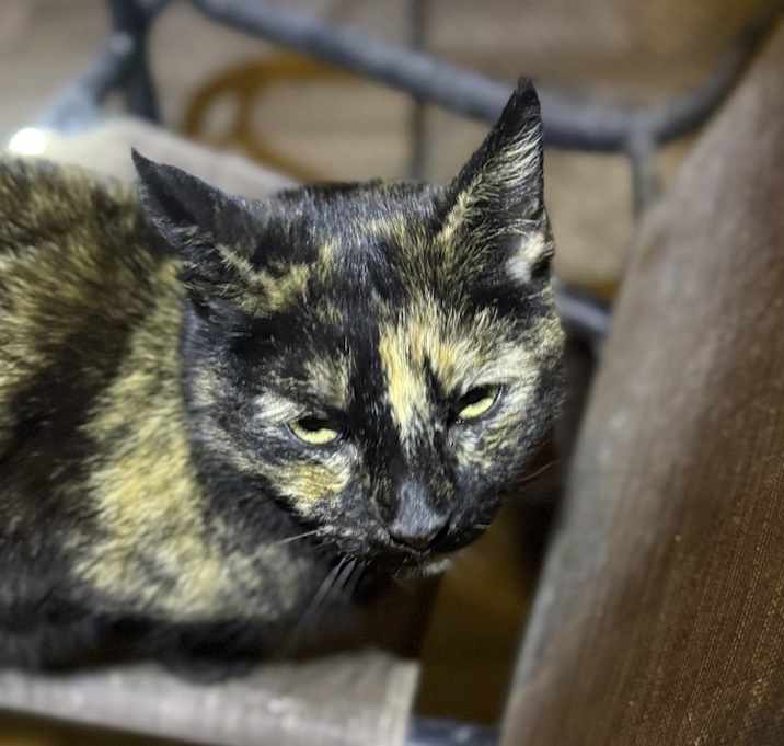 Photo of Roxy