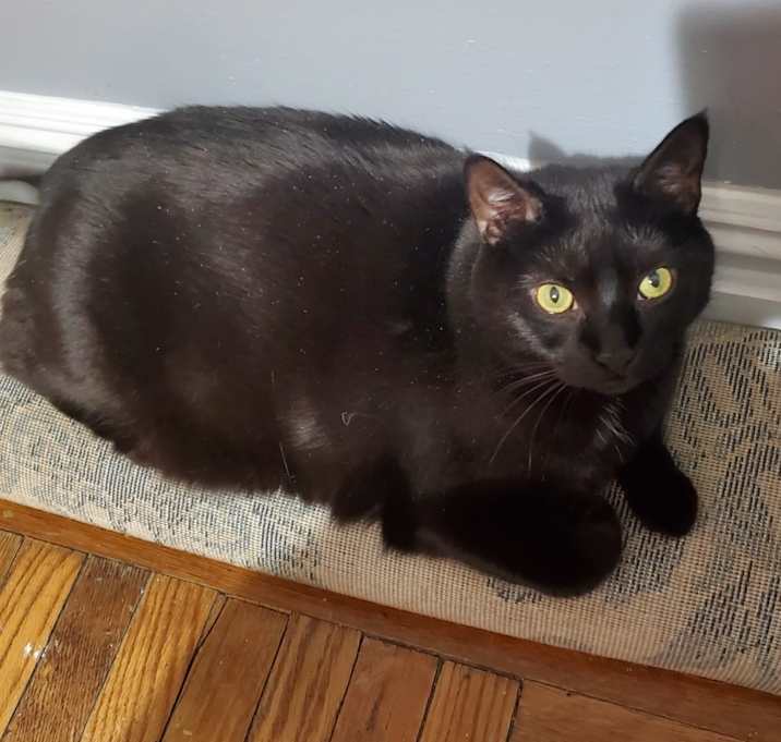 Photo of Cavi