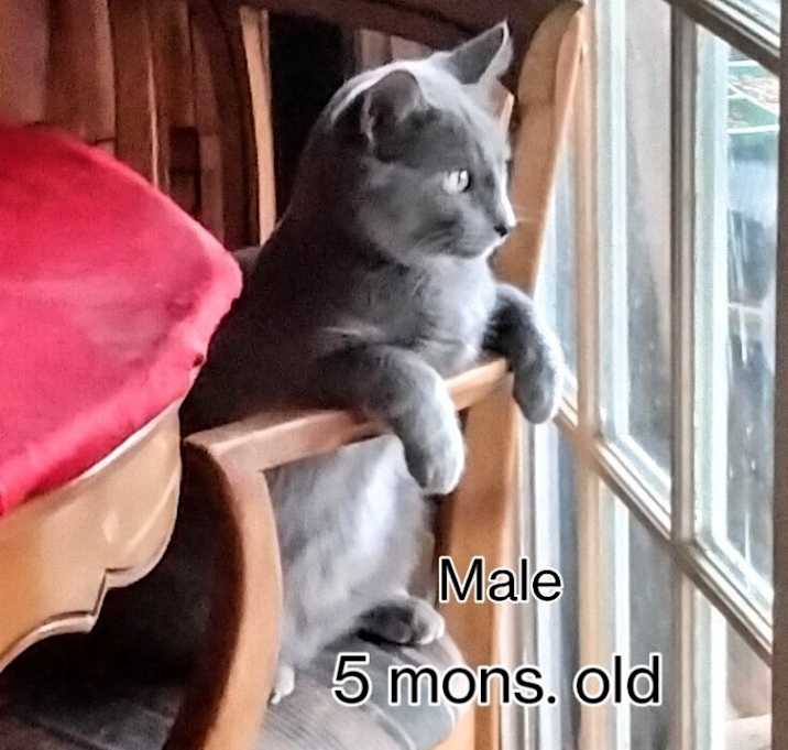 Photo of Kitty
