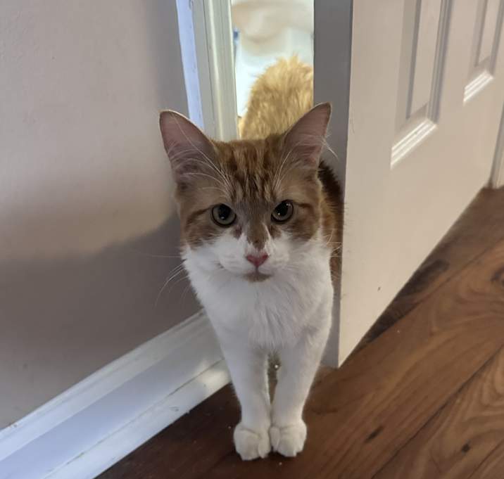 Photo of Boots