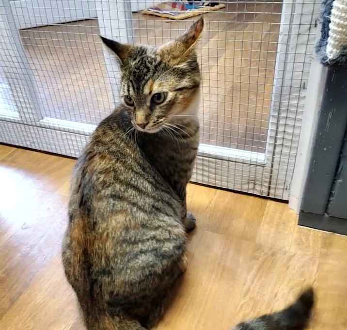 Photo of Zelda