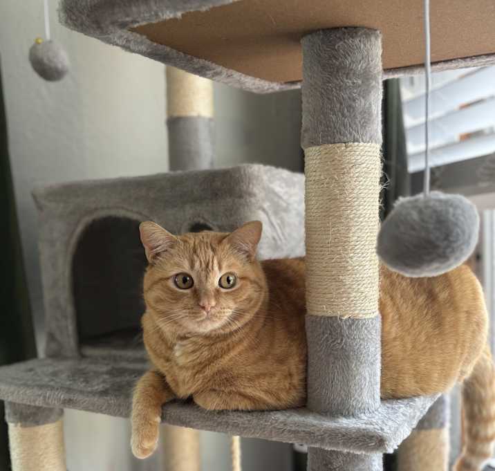 Photo of Peaches