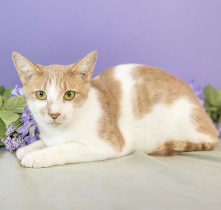 Photo of Georgie