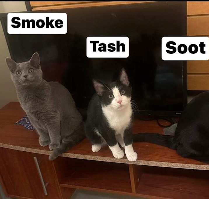 Photo of Succotash