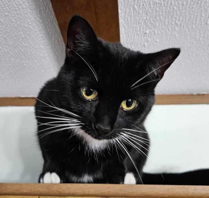 Photo of Belle