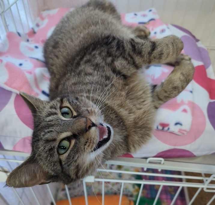 Photo of Meowdeline