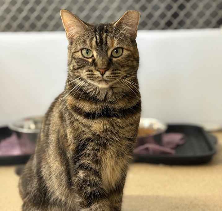 Photo of Carmilla