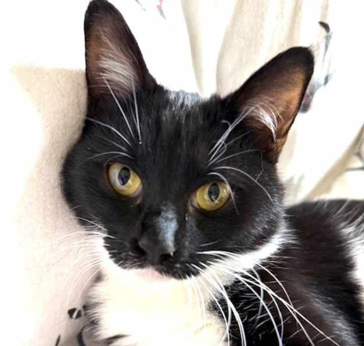 Photo of Roxy