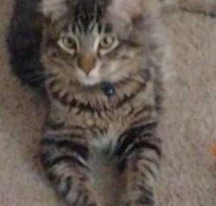 Photo of Zoro